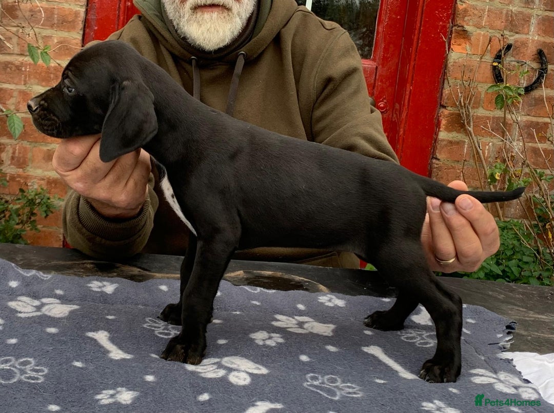 Pointer dogs for sale:  Black bitch available. - Advert 28