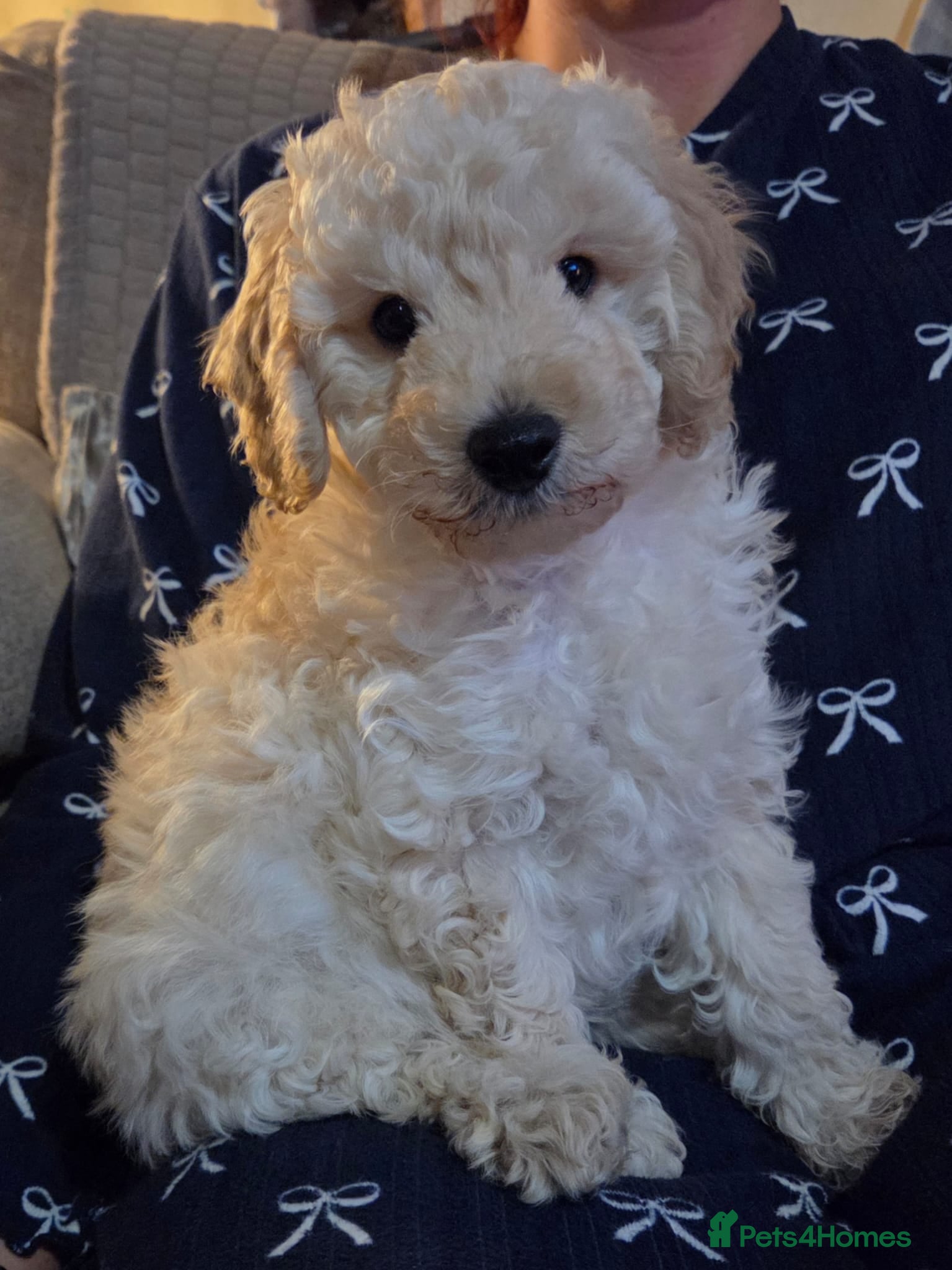 Toy Poodle dogs READY NOW (1 boy available)Toy poodle pups - Advert 3
