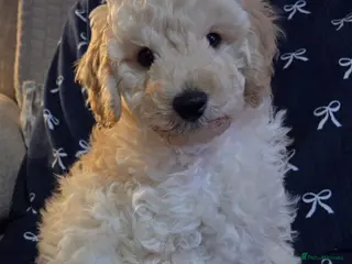 Toy Poodle dogs READY NOW (1 boy available)Toy poodle pups - Advert 3