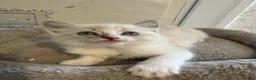 Ragdoll cats for sale: Beautiful Ragdoll Kittens - Advert 15