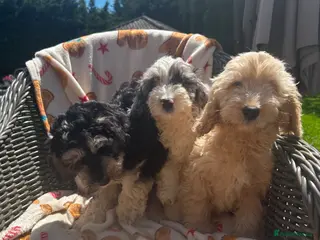Cockapoo dogs F1 Cockerpo litter - Advert 10