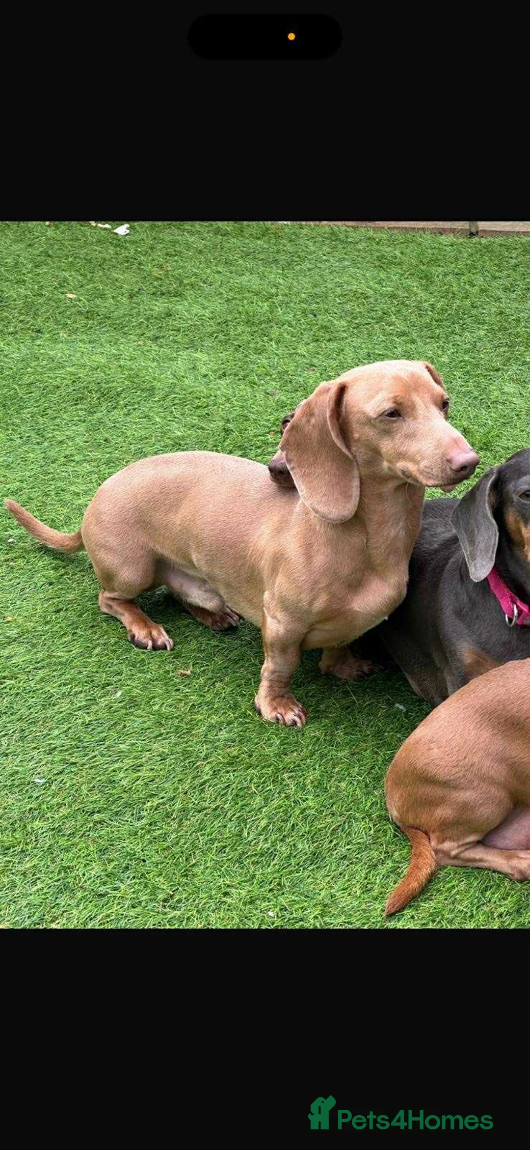 Miniature Dachshund dogs for sale: 3 Miniature dachshunds ⭐️ - Advert 2