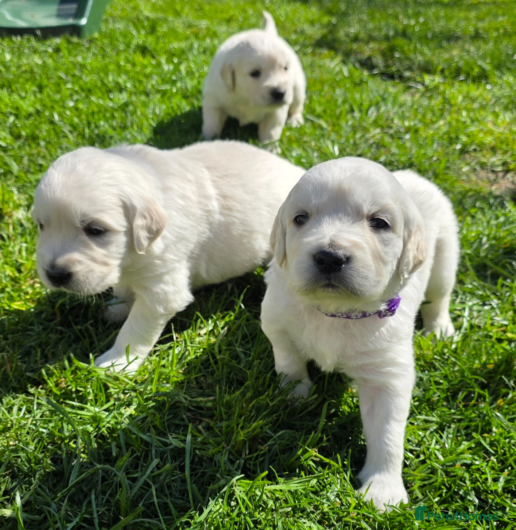 Golden Retriever dogs Fully Health Tested KC Registered Cream Puppies - Advert 1