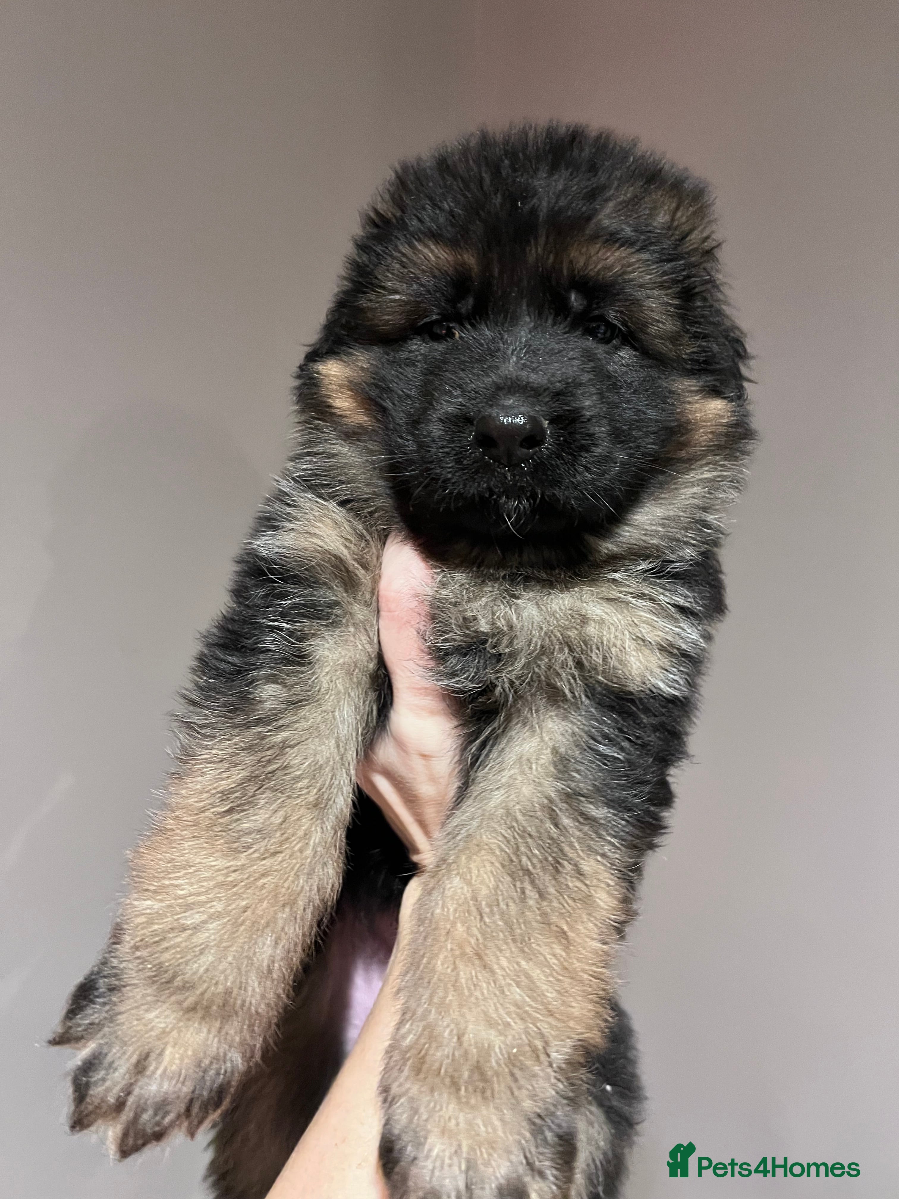 German Shepherd dogs Beautiful KC reg German Shepherd puppies for sale  - Advert 2
