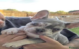French Bulldog dogs for sale: French Bulldog Puppies - Image 2