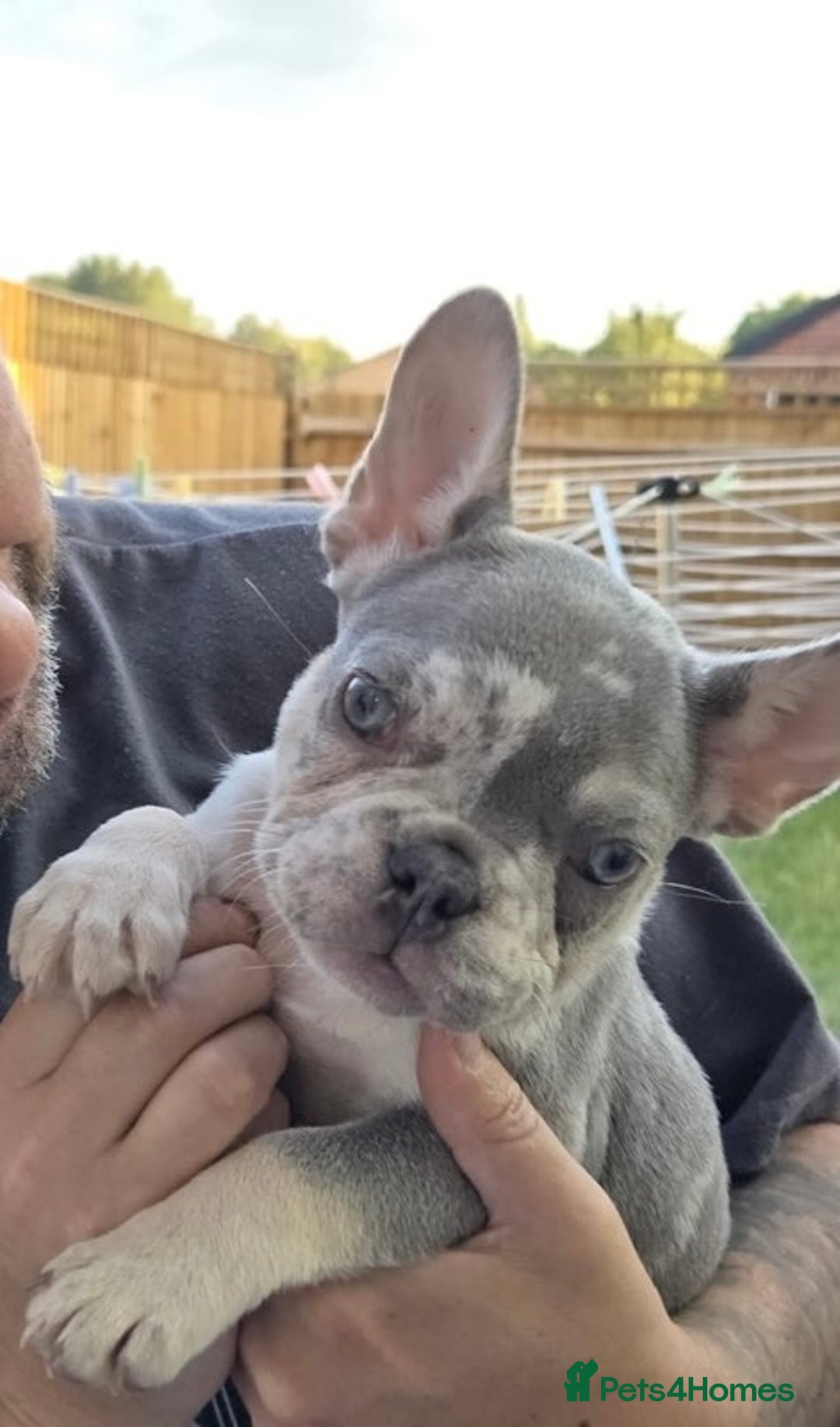 French Bulldog dogs for sale: French Bulldog Puppies - Image 2