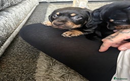 Mixed Breed dogs for sale: French bulldog X dauschaund - Image 14