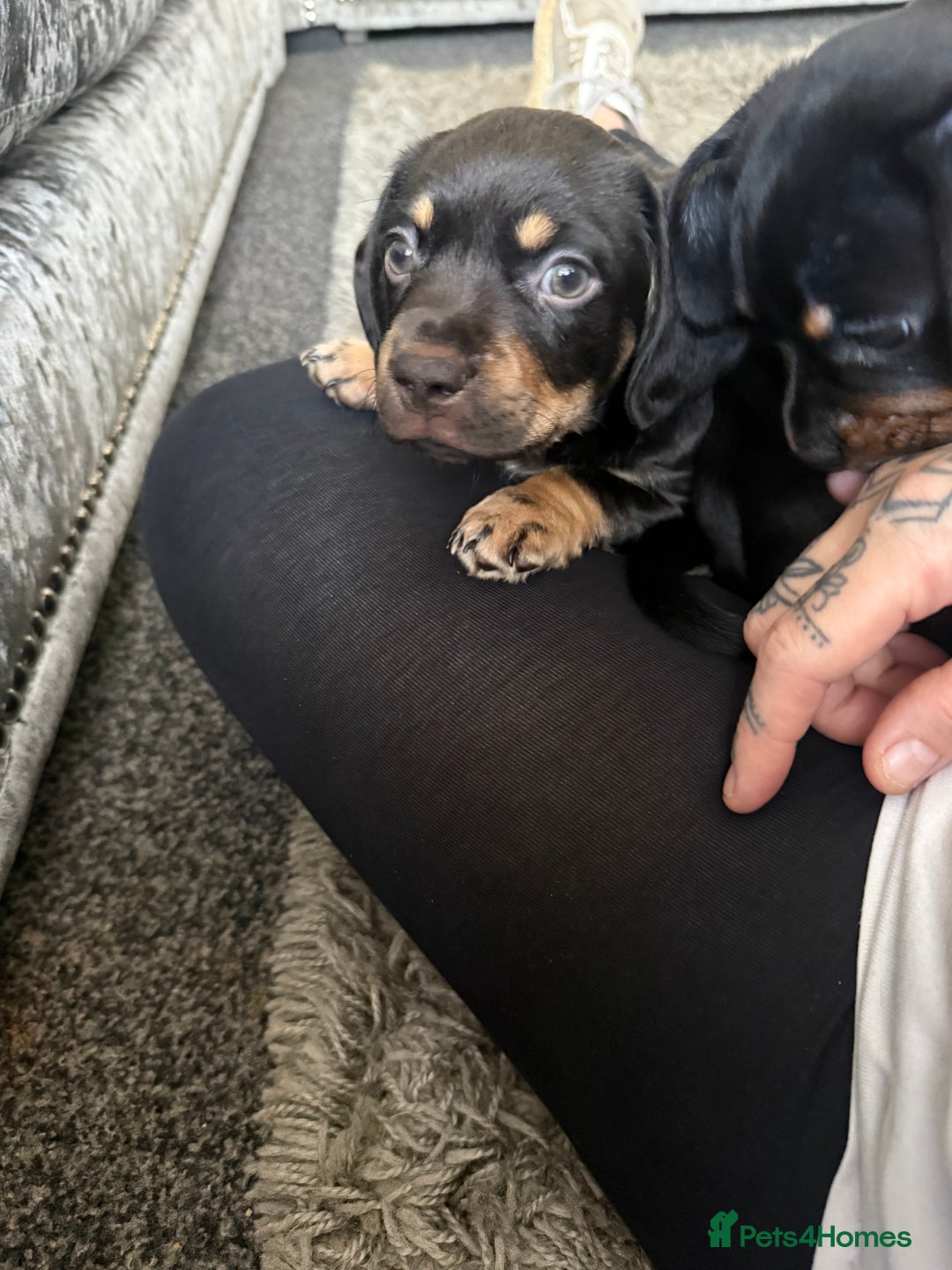 Mixed Breed dogs for sale: French bulldog X dauschaund - Image 14