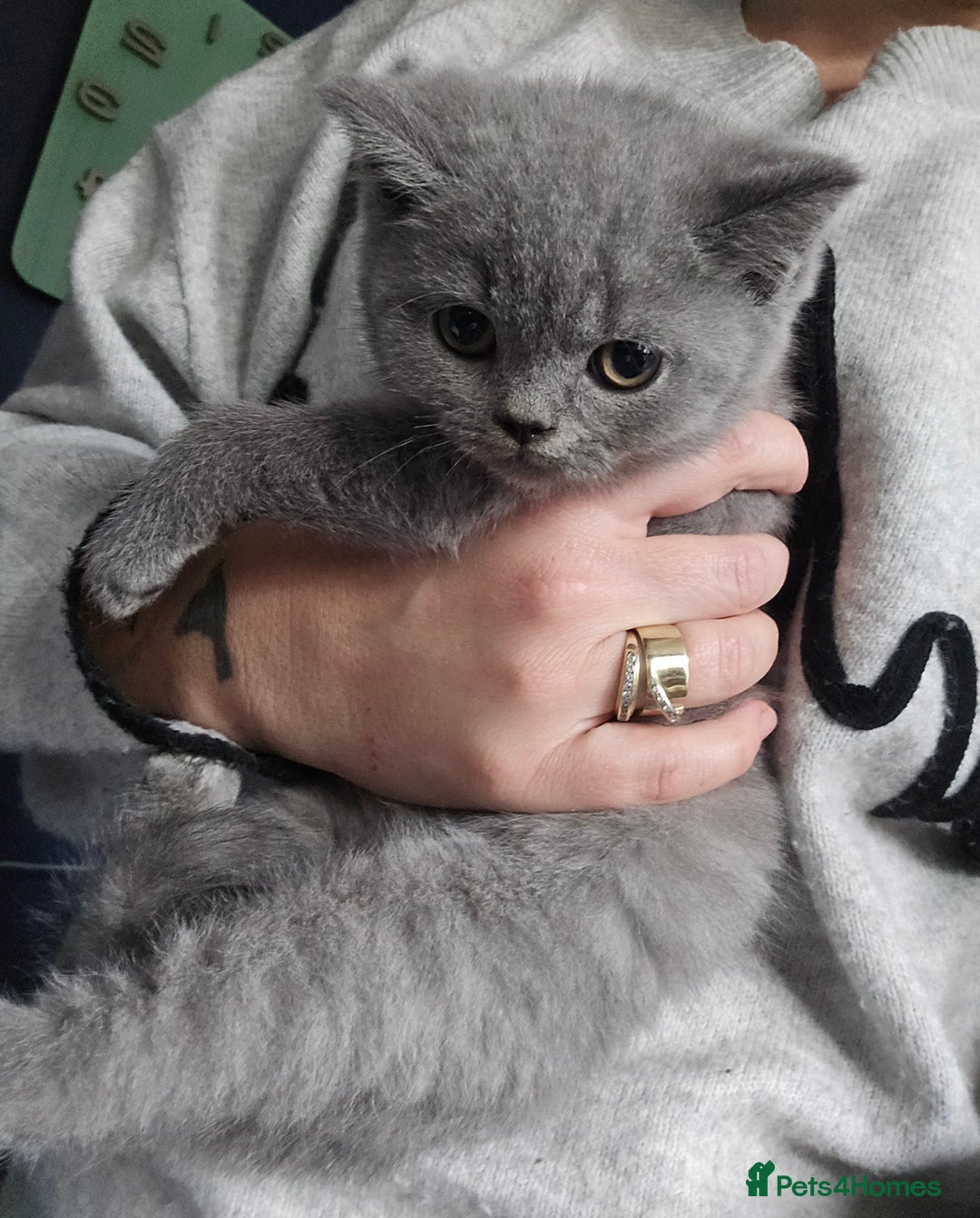 British Shorthair cats for sale: British short hair - Image 3