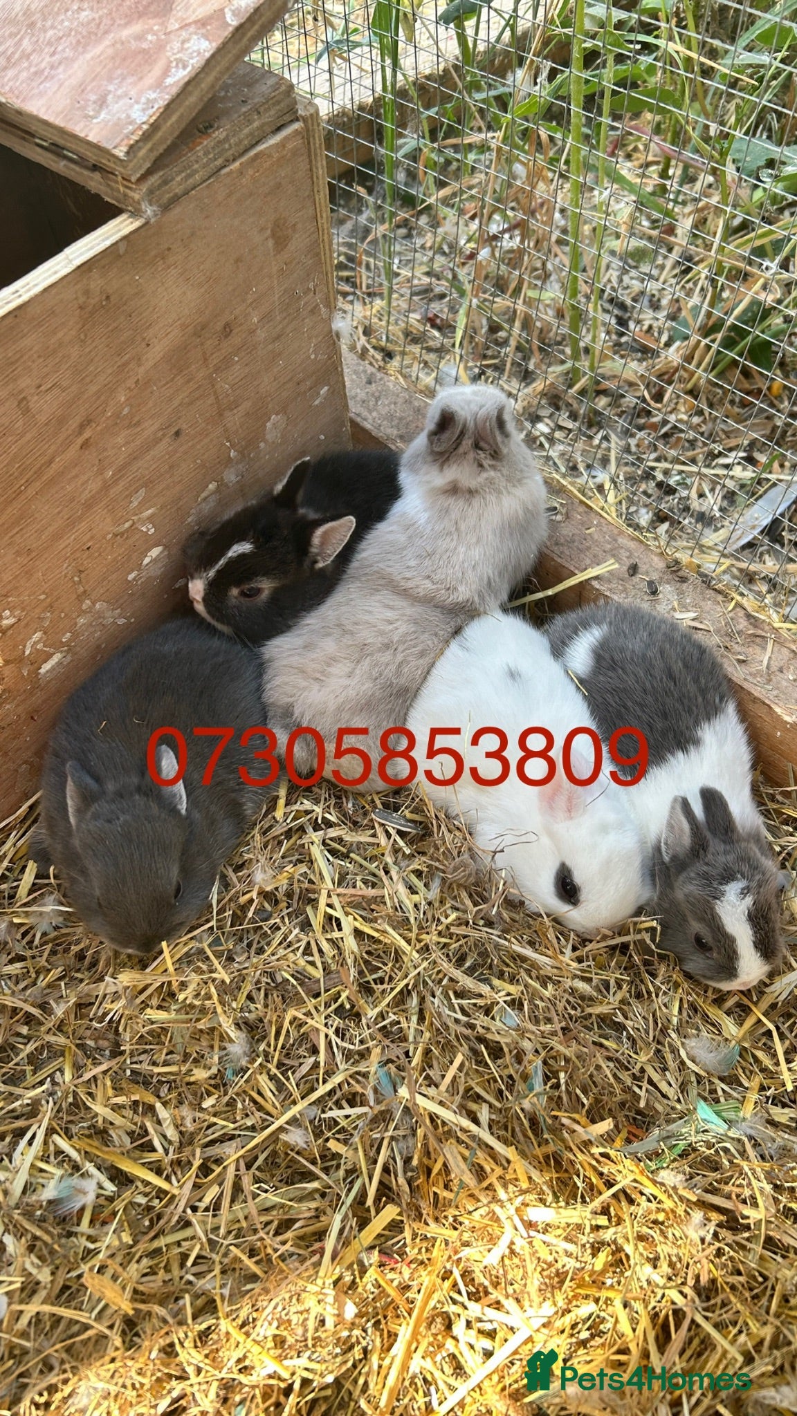 Netherland Dwarf rabbits Baby Prue breed neatherland dwarf rabbits unsexed - Advert 1