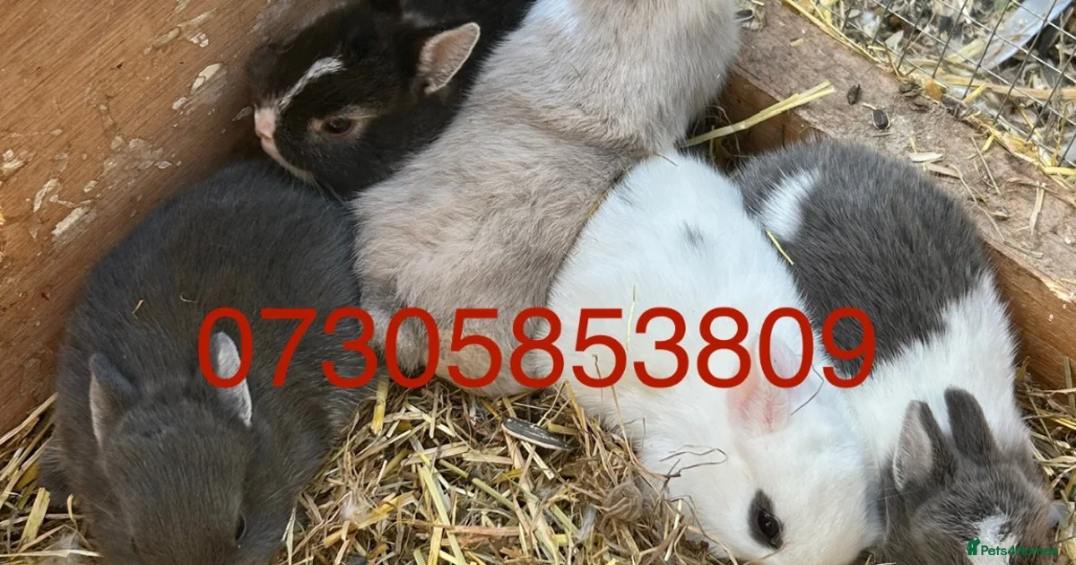 Rabbits for Sale for sale | Pets4Homes