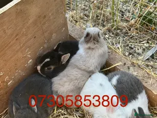 Netherland Dwarf rabbits Baby Prue breed neatherland dwarf rabbits unsexed - Advert 1