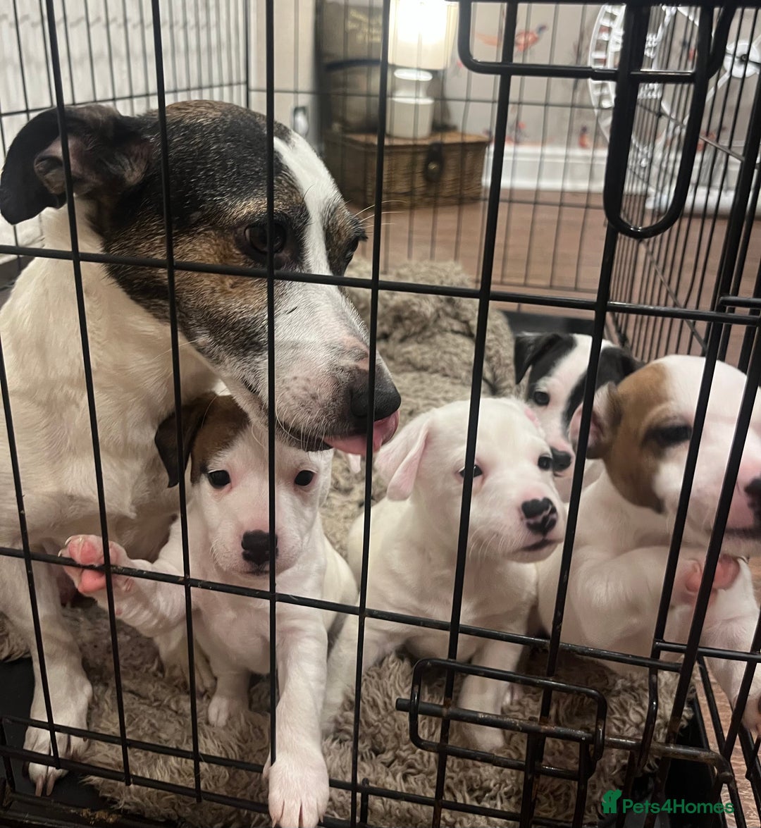 Jack Russell dogs for sale: Jack Russell puppies - Image 6