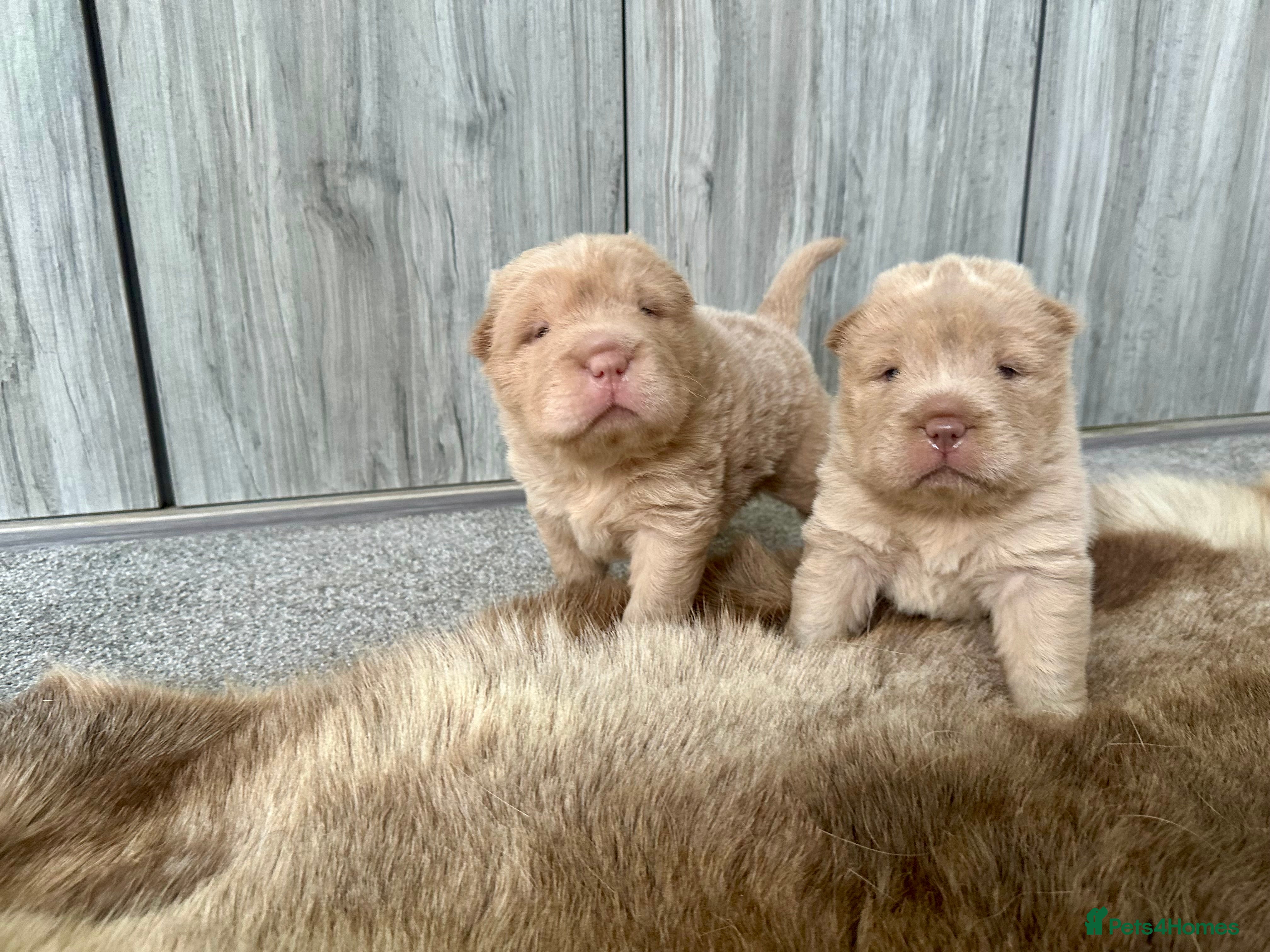 Shar Pei dogs Top quality bear coat sharpei  - Advert 1