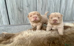 Shar Pei dogs for sale: Top quality bear coat sharpei  - Image 1