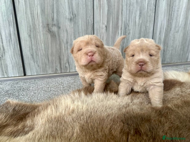 Shar Pei dogs - Advert 7