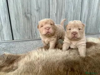 Shar Pei dogs Top quality bear coat sharpei - Advert 3