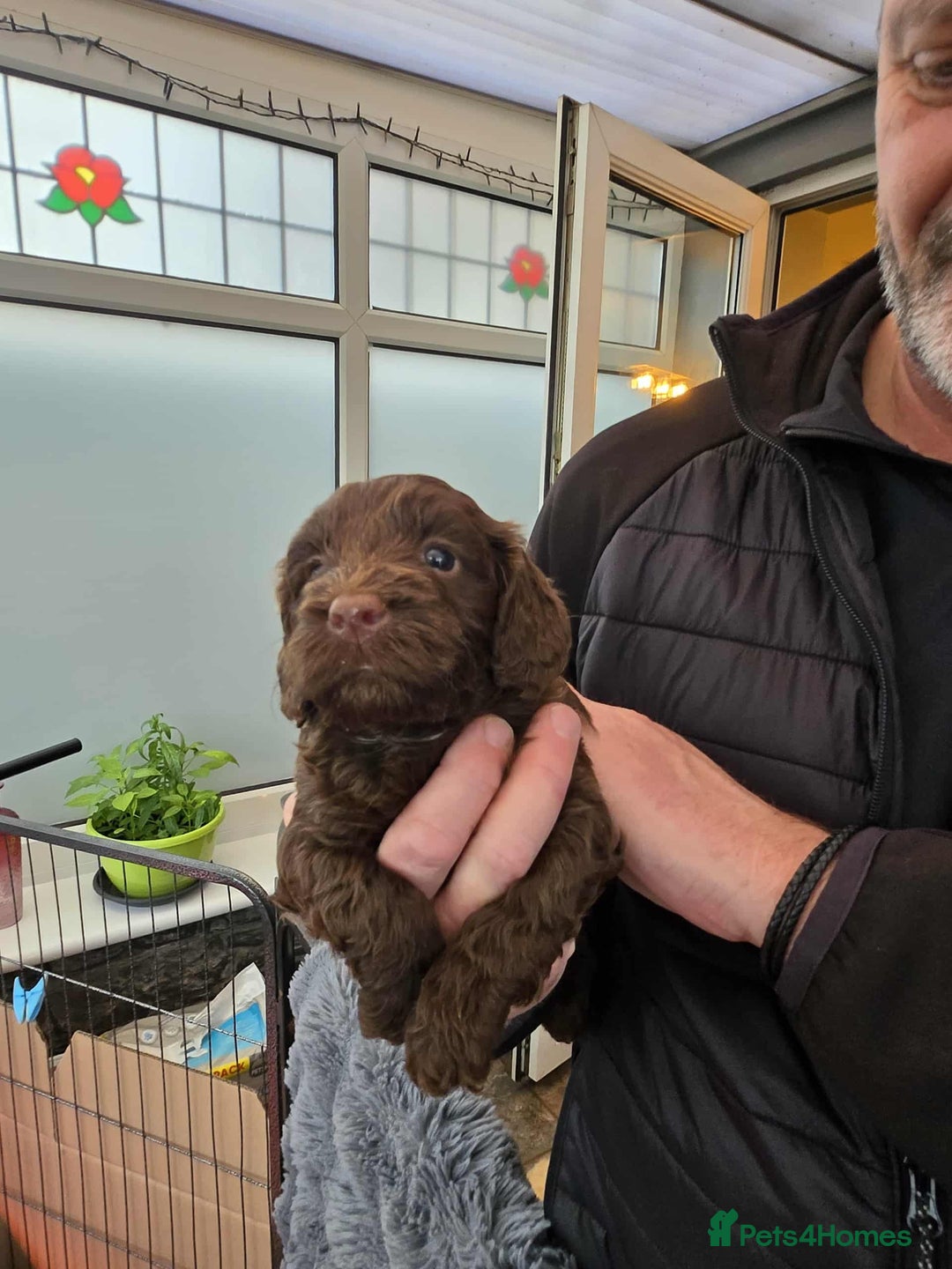 Cockapoo dogs for sale: Gorgeous F1 Cockapoo puppies  - Image 11
