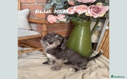 Mixed Breed dogs for sale: ☀️PERFECT POOGLES (beagleXminiature poodle)☀️ in Rhayader - Image 11
