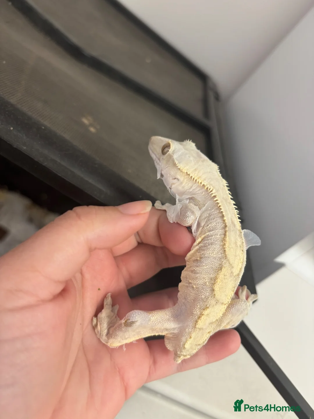 Lizard reptiles for sale: Lilly white Male to go in Basildon - Advert 1