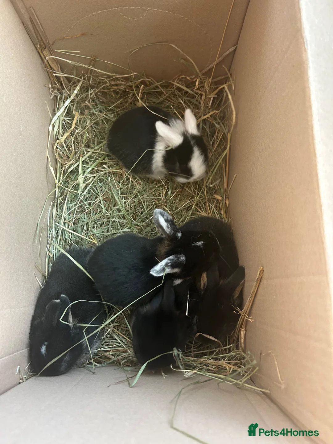 Mini Lop rabbits for sale: Mini lip rabbits  - Advert 8