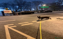 German Shepherd dogs for sale: Female German Shepherd - working line - Advert 9