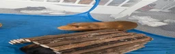 Guinea Pig rodents for sale: Two guinea pigs for adoption in Hyde - Advert 4