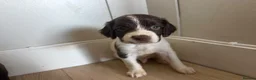 English Springer Spaniel dogs for sale: Springer spaniel puppies  - Advert 9