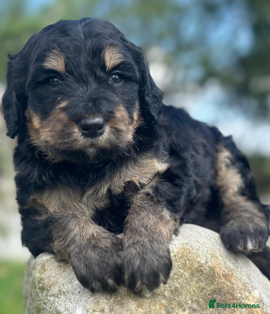 Bernedoodle dogs for sale: F1B STANDARD  BERNADOODLE LAST FEW - Image 27