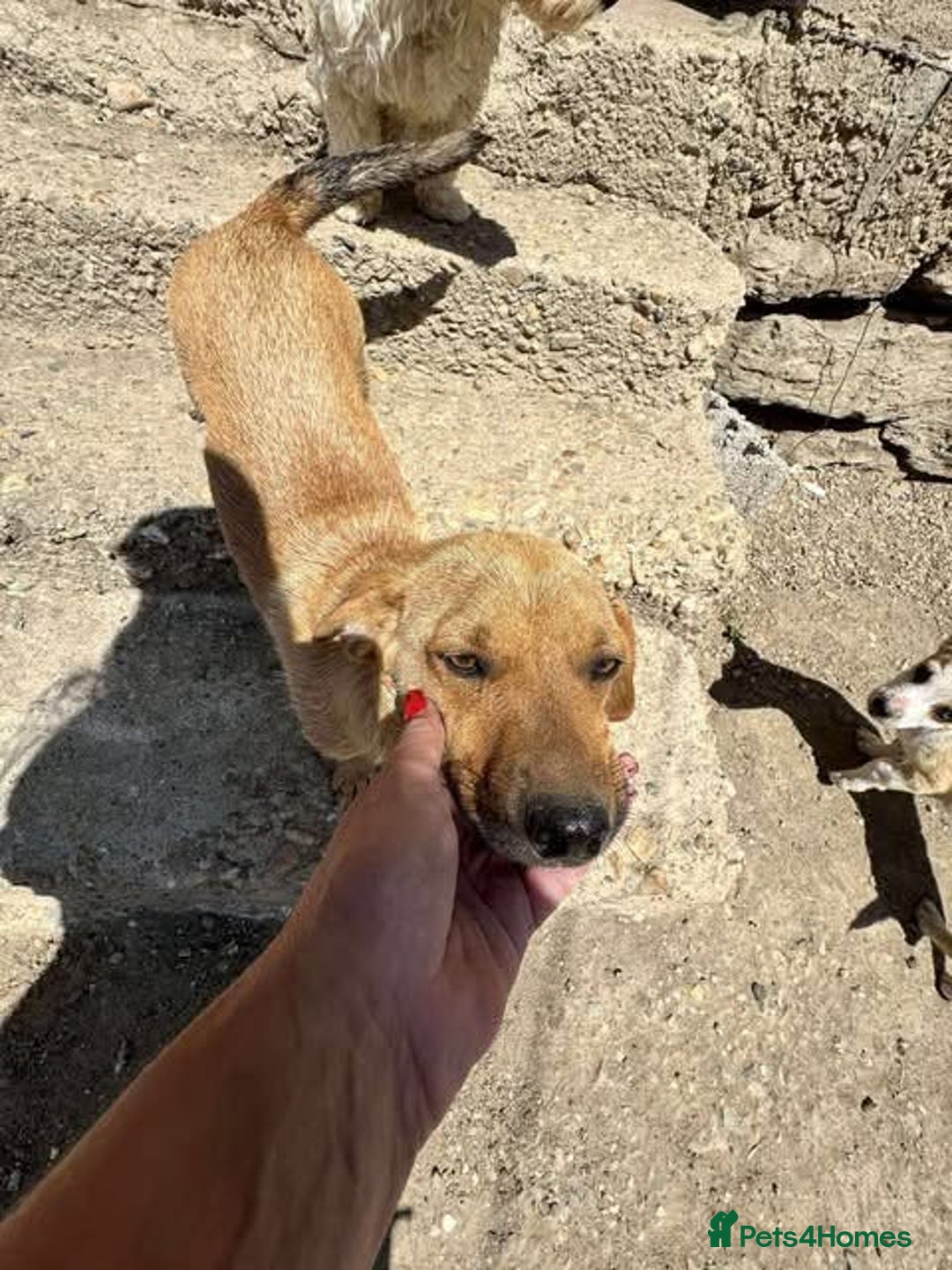 Mixed Breed dogs for adoption: Rescue boy Ethan is looking for his forever home - Advert 16