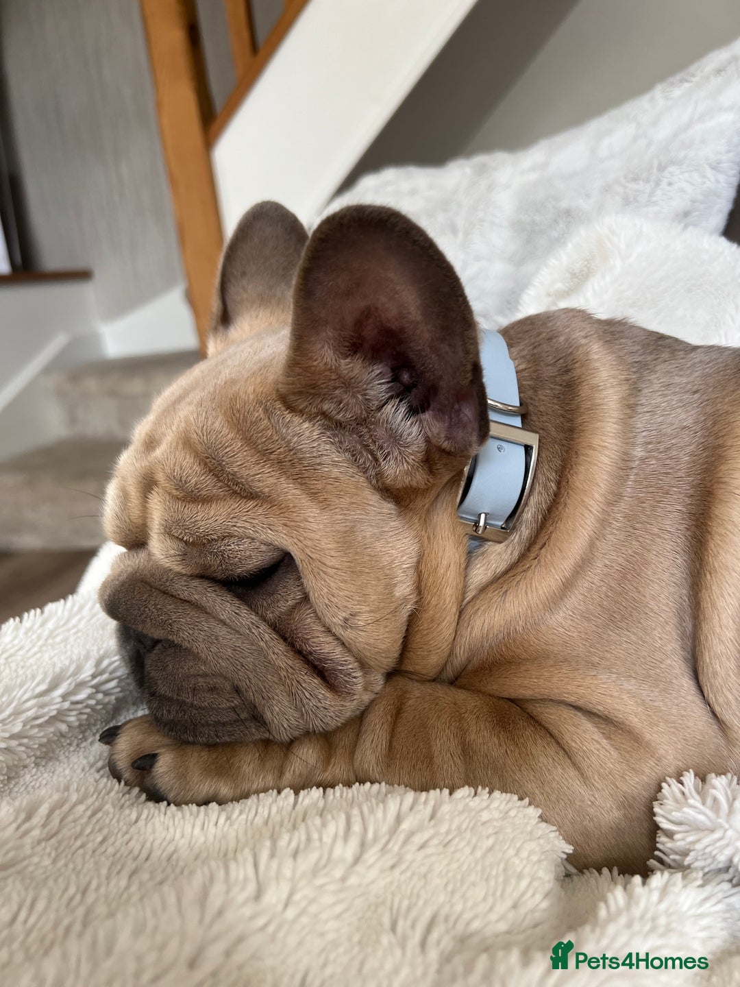 French Bulldog dogs for stud:  ** Rope Fawn French Bulldog - Advert 1