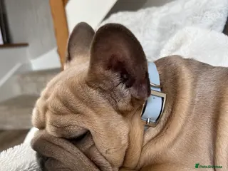 French Bulldog dogs ** Rope Fawn French Bulldog - Advert 23