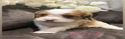 Cavalier King Charles Spaniel dogs for sale: DNA HEALTH TESTED CAVALIER KING CHARLES  - Advert 13