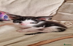 British Shorthair cats for sale: Kitties looking for new homes... - Advert 3