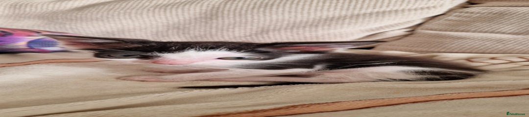 British Shorthair Kitten 1