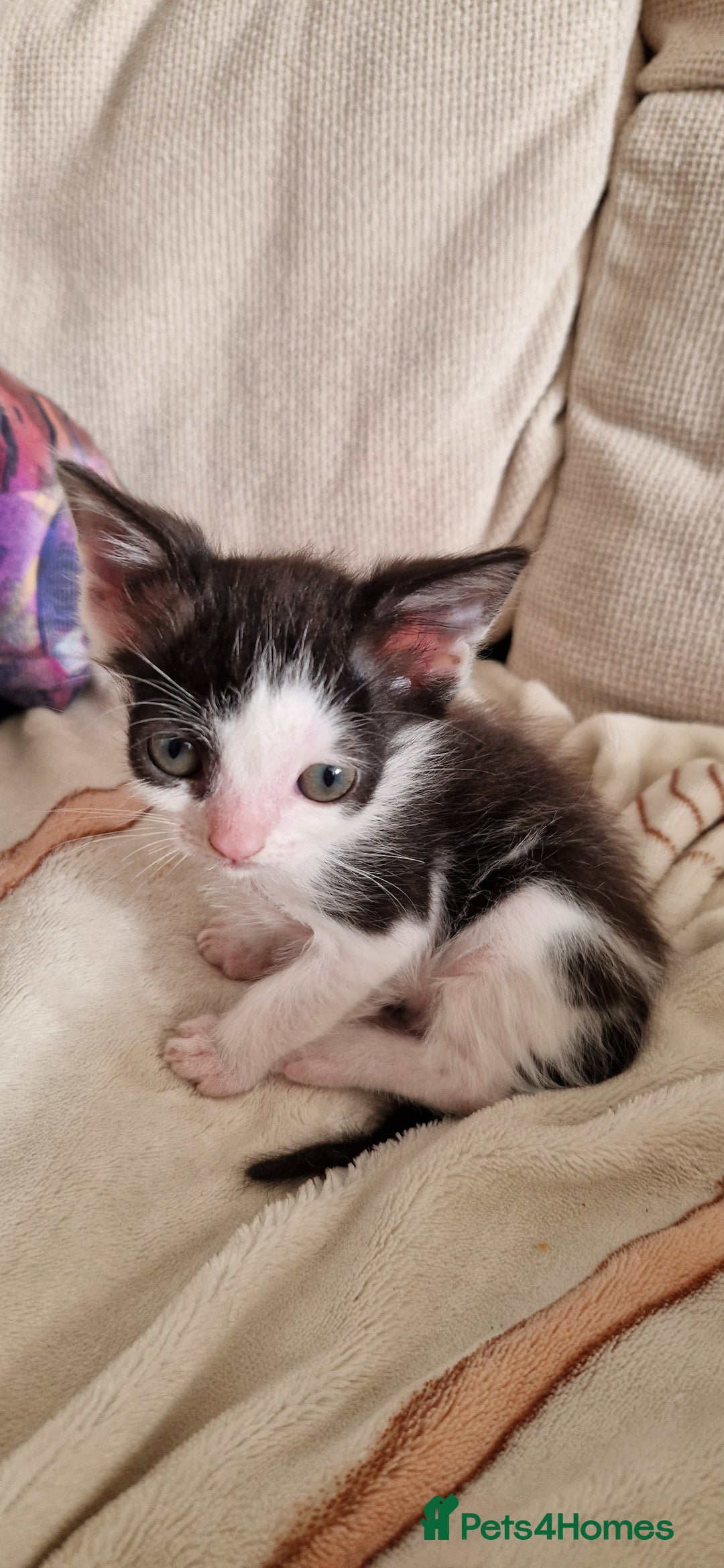 British Shorthair cats for sale: Kitties looking for new homes... - Advert 3