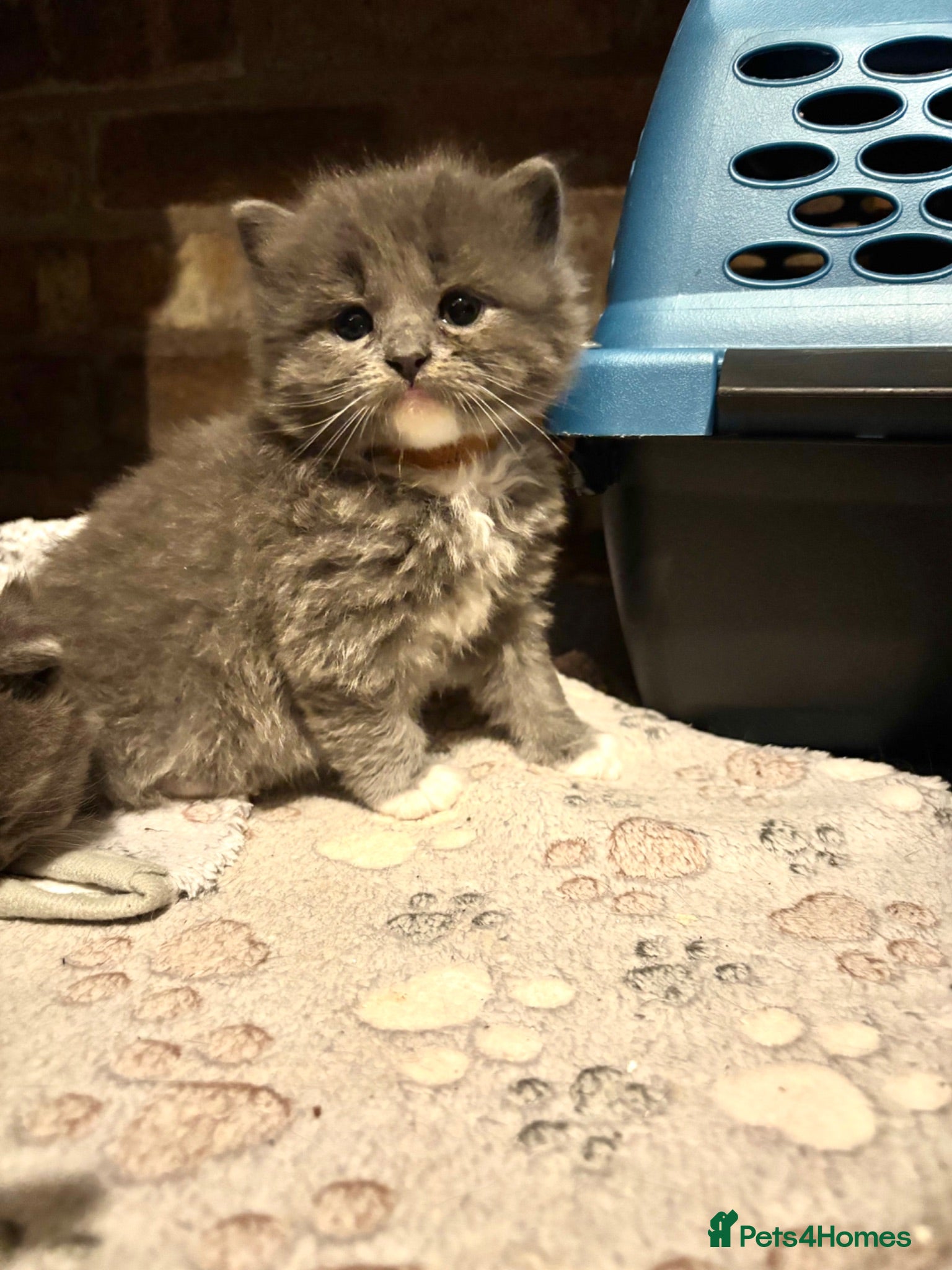 British Shorthair cats Ragdoll x British shorthair - Advert 1