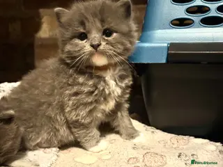 British Shorthair cats Ragdoll x British shorthair - Advert 2
