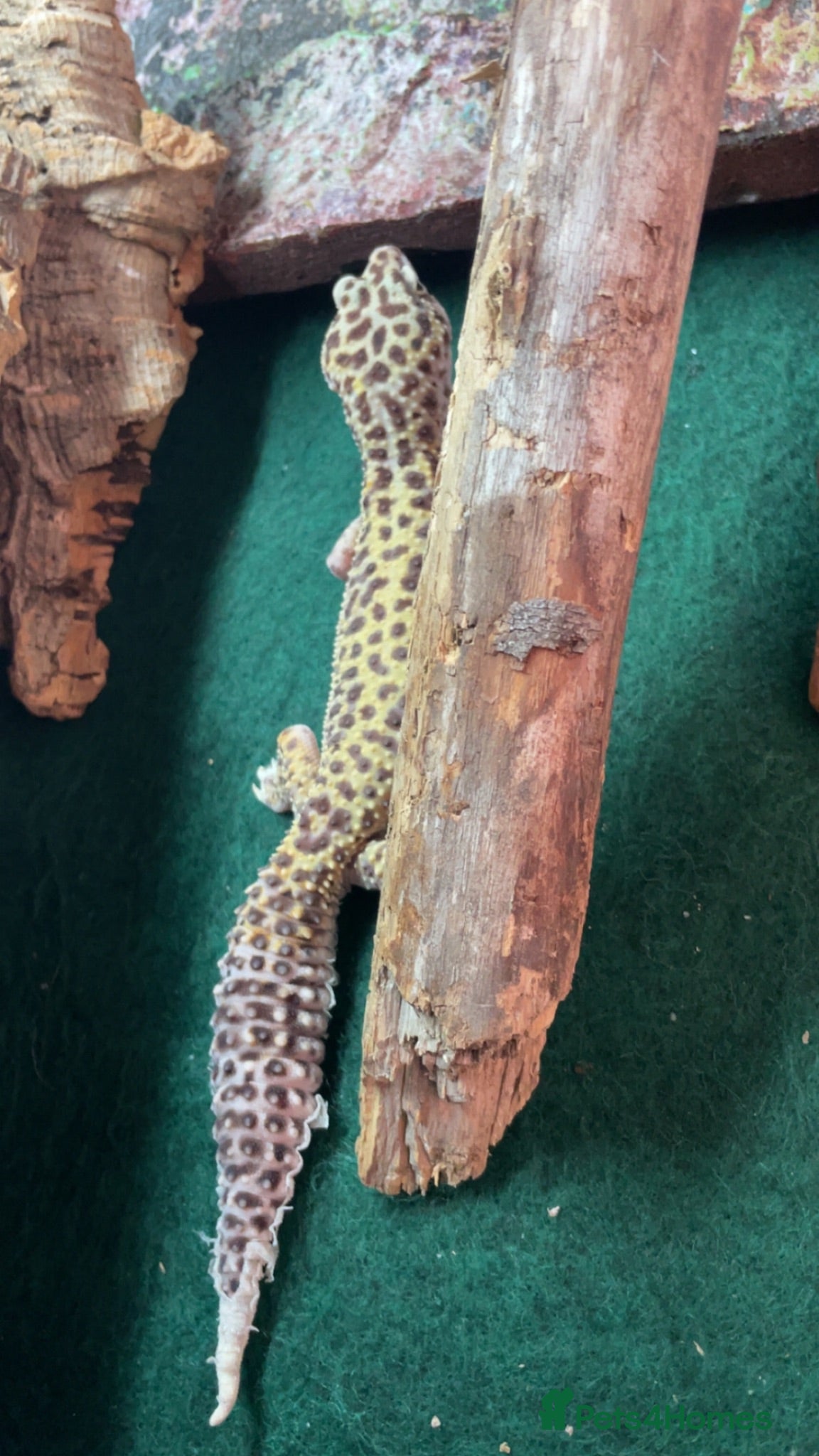 Gecko reptiles Leopard gecko name Georgia  - Advert 1