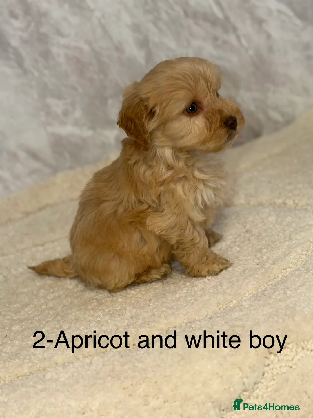 Cockapoo dogs for sale: Stunning F1 Cockapoos - Advert 10