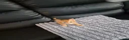 Mixed Breed cats for sale: Beatiful friendly kittens - Advert 8