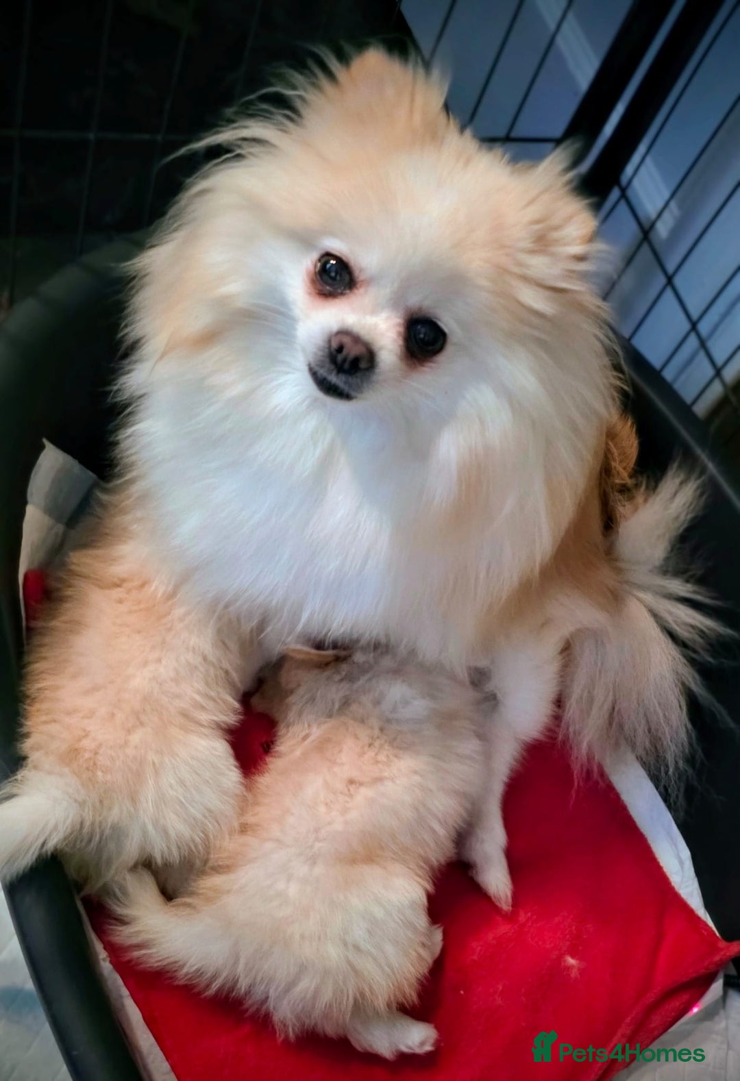 Pomeranian dogs for sale: POMERANION TINY Boy & Girl. Ready Now - Advert 7