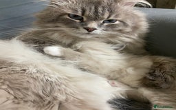 Siberian cats for sale: Siberian Kittens Neva Masquerade White - Image 27
