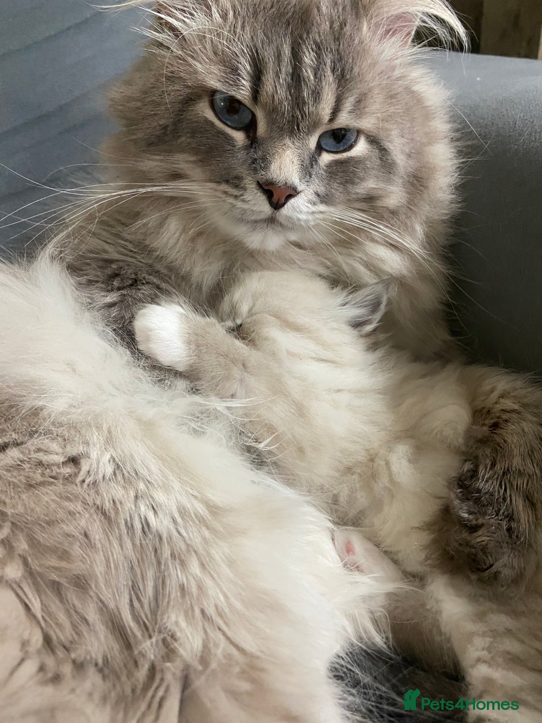 Siberian cats for sale: Siberian Kittens Neva Masquerade White - Image 27
