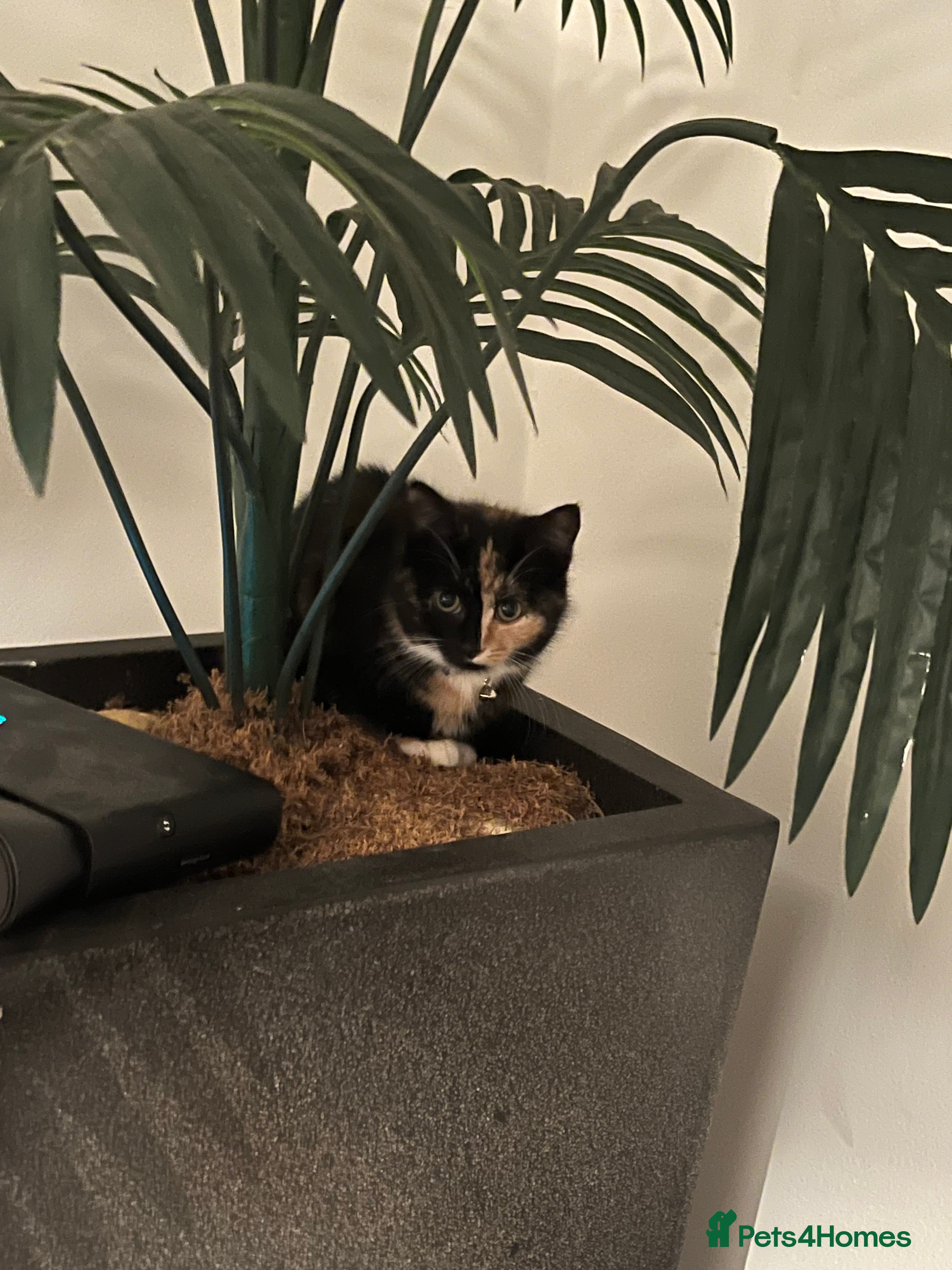 Mouse rodents Reserve for female ragdoll kitten  - Advert 19