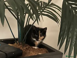 Mouse rodents Reserve for female ragdoll kitten - Advert 19