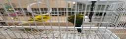 Budgerigars birds for sale: Black Wing Male & Yellow Female and Cage Included - Advert 5