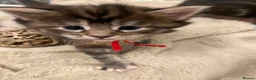 Maine Coon cats for sale: **PURE Maine Coon Kittens** 2 Boys / 4 Girls - Advert 7