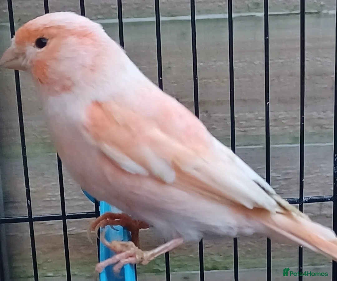 Canaries birds for sale: HARLEQUIN RED FACTOR PORTUGUESE CREASTED  - Advert 18