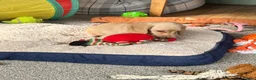 Dachshund dogs for sale: Stunning longhaired creams and shaded cream pups - Advert 8